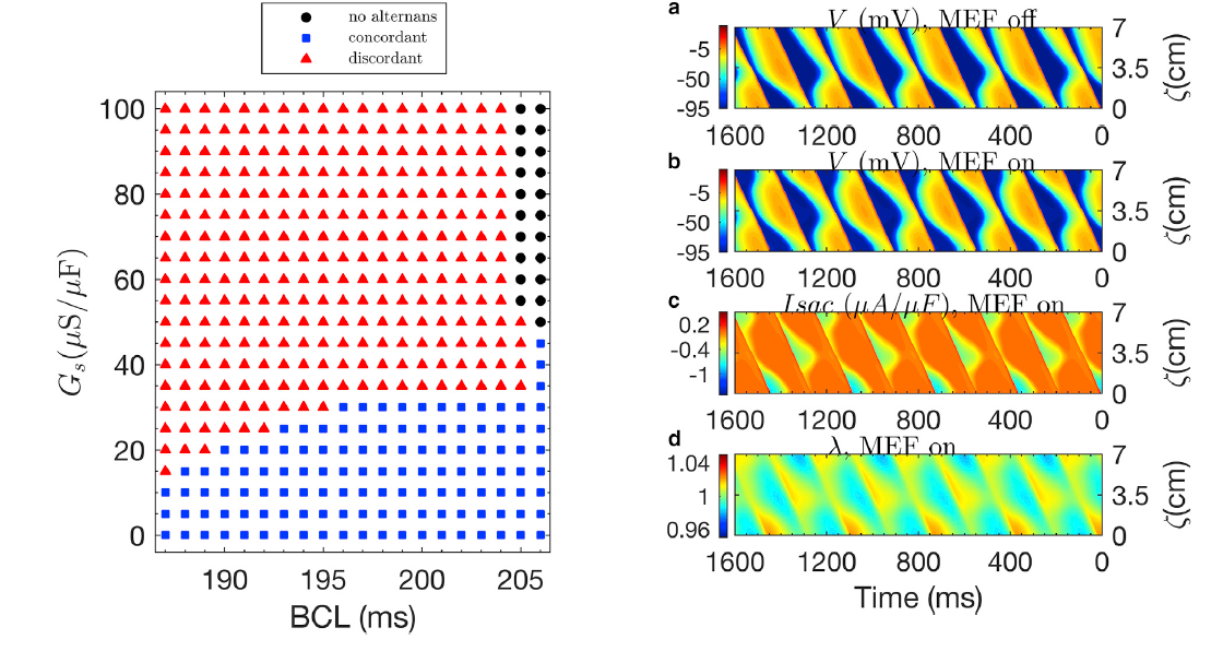 Paper on mechanical stretch in cardiac alternans